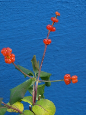 Wiciokrzew Browna (Lonicera brownii) 